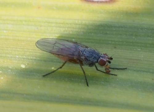 Réf. 251 241 : Tephrochlamys sp.